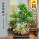 開時果 黑骨茶小葉紫檀盆栽 中式禪意盆景桌面觀景老樁胡椒木樹苗綠植 S彎老樁胡椒木+日照金山盆+底座