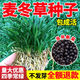 麥冬草草籽玉龍草日本矮麥冬草種籽細葉四季青麥冬籽庭院綠化種子 矮麥冬草種子【一斤裝】送肥料