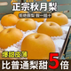 教蔬鮮生正宗山東萊陽秋月梨現(xiàn)摘冰糖梨子新鮮水果中秋禮盒節(jié)日送禮 2.5斤凈重 單果250+