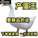 純種一斤小鵝活苗大種白鵝苗皖西鵝四季鵝三花鵝高產(chǎn)蛋鵝苗活體 一斤四季大白鵝3只 【1公2母】