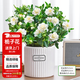 花翁梔子花帶花苞盆栽植物花卉【多分支大苗】梔子花+浪琴盆源頭直發(fā)
