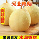 鮮聞果河北鴨梨新鮮水果梨子5斤當季應(yīng)季新梨脆甜冰糖雪梨整箱產(chǎn)地 9斤凈重8.5斤