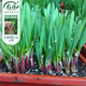 壽禾蔬菜種子批發(fā)大全山東壽光青菜四季秋冬蔬菜之鄉(xiāng)品質(zhì)種籽陽(yáng)臺(tái)菜籽 獨(dú)根紅韭菜種子12gx2包