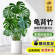 花行榜大型綠植物客廳室內盆栽花卉大葉龜背竹0.8-1.0m圓柱盆源頭直發(fā)