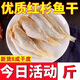 精選魚干500g海鮮干貨淡曬海產(chǎn)品水產(chǎn)干貨海魚干咸魚小魚干下飯菜 【大份量500g】紅杉魚干1斤