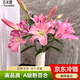 吉米鹿年宵花香水百合鮮花A級【粉色10朵+送2朵】云南基地花束源頭直發(fā)