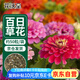 花沃里 百日草種子/百日菊 混色花卉種子家庭盆栽陽(yáng)臺(tái)辦公室/庭院約50粒