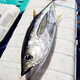 深海金槍魚(yú)刺身整條海鮮海魚(yú)黃旗鮮活新鮮黃鰭大目金槍生魚(yú)片大魚(yú) 9-10斤/1條黃鰭金槍魚(yú)
