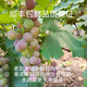 罕見(jiàn)農家巨峰小葡萄有籽小串小顆粒老樹(shù)老品種孕婦小孩健康安全 500克嘗鮮價(jià)35.98元