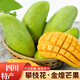 京太鮮正宗四川攀枝花金煌芒果甜心芒大青黃皮孕婦水果特產(chǎn)整箱當(dāng)季送禮 凈重9斤（單果380G+)）