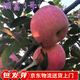 聽(tīng)雪樓煙臺特大脆甜耐寒蘋(píng)果樹(shù)苗南北方種植易活高產(chǎn)嫁接蘋(píng)果苗煙富:3號 9年苗【帶土球*】1顆 常規