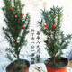 中夢紅豆杉樹苗辦公室內(nèi)外盆景盆栽庭院大型綠植物 紅豆杉5年一對 不含盆