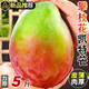 四川攀枝花凱特芒果當(dāng)季時令芒果新鮮水果現(xiàn)摘現(xiàn)發(fā)青皮凱特芒果 5斤 果農(nóng)推薦【單果400g+】凈重4.5斤 【新鮮凱特芒】