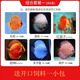 瀚幻七彩神仙魚觀賞魚熱帶魚中小型燕魚財(cái)神紅鴿子紅藍(lán)松石活體淡水魚 套餐1