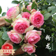 爬藤月季特大季盆栽地載花苗庭院藤本植物歐月薔薇玫瑰果汁陽臺藍色風暴粉龍 粉色龍沙寶石【爬藤】