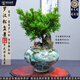 潮裕盆景羅漢松盆景公司前臺(tái)客廳入門玄關(guān)處迎客松真樹室內(nèi)外擺放四季好養(yǎng) 精品菊花羅漢松48 老樁盆景/一物一拍