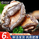 尚致【活鮮】鮑魚鮮活捕撈特大鮑魚新鮮非冷凍海鮮水產(chǎn) 鮮活鮑魚1斤5-7頭（特大）