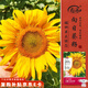 壽禾 向日葵種子苗觀(guān)賞家庭花園盆栽種植花卉籽 小獅子向日葵種子15g