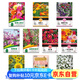 花沃里10款花種子套餐 花卉種子組合太陽花鳳仙花向日葵四季種野花種籽