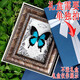 真蝴蝶標(biāo)本禮盒天堂愛神鳳蝶昆蟲標(biāo)本可掛墻擺件情人節(jié)結(jié)婚禮物 天堂鳳蝶（澳洲）復(fù)古框