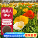 花沃里虞美人花種子約2萬(wàn)粒 花卉種子盆栽陽(yáng)臺(tái)種菜土庭院/田間種植草籽