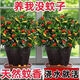 盆景吸甲醛臥室大盆金魚(yú)吊蘭植物室內好養花卉開(kāi)花凈化空氣甲吸醛 凈宅聚財【金魚(yú)(玉)滿(mǎn)堂-多色】澆水就爆花 扦插枝條【1-3枝】沒(méi)有帶根