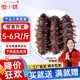 參小妹 即食海參 遼刺參 海鮮水產(chǎn)8A每斤5-6頭 單個獨立包裝 4斤20-24頭