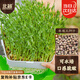 北蔬 麻豌豆種子種苗芽苗菜水培無(wú)土栽培蔬菜種籽 北蔬麻豌豆種子500g