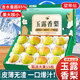 京地達(dá)梨子山東玉露香梨新鮮水果禮盒送禮凈重9斤單果260g+源頭直發(fā)包郵