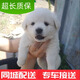 舒騰中華田園犬幼犬家養(yǎng)幼犬混血狗活體小型狗大黃狗活體黑狗活體 田園級(jí) 白色幼犬 公