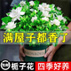 梔子花濃香型盆栽花卉室內植物花苞四季水培好養綠植凈化空氣開(kāi)花 【開(kāi)花爆滿(mǎn)】特大盆梔子花/包活