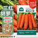 北蔬 胡蘿卜種子苗三紅秋季家庭蔬菜種籽 黑田五寸參種子10g約5000粒