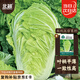 北蔬 正宗山東膠州白菜種子苗秋季蔬菜種籽 北蔬膠州大白菜種子4000粒