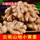 現(xiàn)挖云南生姜新鮮正宗云南小黃姜批發(fā)自種老姜農(nóng)家月子姜整箱蔬菜 3斤裝[精選品質(zhì)]小黃姜