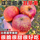野凰現摘當季云南昭通野生丑蘋(píng)果冰糖心蘋(píng)果水果新鮮脆甜2025新蘋(píng)果 75-80mm中大果 5斤凈重（彩箱包裝）