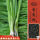 壽禾 四季小香蔥種子苗秋季陽(yáng)臺蔬菜籽 濰育四季小香蔥種子10克/袋*5 