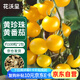 花沃里黃珍珠小番茄西紅柿種子100粒*2包 蔬菜種子四季蔬菜陽臺盆栽庭院