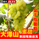 果益壽金手指葡萄山東青島大澤山葡萄新鮮水果當(dāng)季馬奶綠提子美人指順豐 1000g 當(dāng)季新鮮采摘