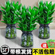 京厽觀(guān)音竹富貴竹水培植物帶根花卉綠植綠蘿室內盆栽轉運竹子水養好養 2盆帶根 成雙觀(guān)音竹3棵簡(jiǎn)易杯+營(yíng)養液