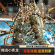 【京東冷鏈】鮮活小青龍龍蝦鮮凍凍貨鮮活海鮮澳洲龍蝦冷凍大龍蝦 200g(凈重)  1只【100-200g/只】