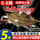 【活蟹】舟山梭子蟹活蟹鮮活螃蟹公蟹飛蟹中秋送禮海鮮水產(chǎn) 【手挑甄選頂肥】6-8兩/只5斤 順豐空運 冰袋木屑 充氧極致保鮮
