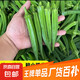 新鮮水果秋葵蔬菜新鮮現(xiàn)摘現(xiàn)發(fā)當(dāng)季蔬菜生鮮涼拌好物減肥瘦身 現(xiàn)摘水果秋葵 3斤