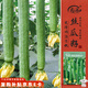 壽禾 絲瓜種子苗無(wú)棱盆栽種植早熟蔬菜種籽 濰豐美佳無(wú)棱絲瓜種子60粒