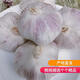 綠亞夢(mèng)蒜頭多瓣蒜香蒜子蒜粒大蒜頭十足干貨精選紫白皮新鮮祘子產(chǎn)地直發(fā) 半斤大果（4.5-5.5cm）精選好果