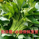 自種紅薯葉嫩尖新鮮食用番薯葉農(nóng)家時(shí)令蔬菜當(dāng)季紅薯葉新鮮 三斤紅薯葉
