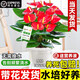 京厽水培紅掌盆栽帶花鴻運當頭一帆風(fēng)順多季開(kāi)花卉綠植物室內好養易活 帶花1-3朵1顆紅掌高40cm+原土+卡+營(yíng)養液