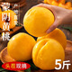 蒲戀 山東蒙陰黃桃【源頭直發(fā)】新鮮水果現(xiàn)摘現(xiàn)發(fā)桃子孕婦水果 土豪5斤丨單果100g+丨凈重4.5斤