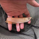 十年漁場直發(fā)古典過背金龍魚苗熱帶觀賞魚便宜紅龍魚或銀龍魚苗 一條魚苗