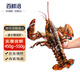 百鮮洽特大龍蝦波士頓龍蝦 活凍波龍澳洲大龍蝦海鮮水產(chǎn)冰鮮冷凍蝦類 1只裝（凈重450g-550g/只）
