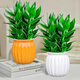 恰意觀(guān)音竹富貴竹水培植物帶根花卉綠植綠蘿室內盆栽轉運竹帶花瓶好養 【組合2盆】觀(guān)音竹6支+橙色+白色南瓜盆+營(yíng)養液